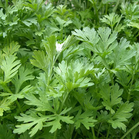 Dưỡng da. Dùng lá ngải cứu đun sôi kỹ cho nhừ, sau đó lấy vải mỏng lọc lấy nước, để vào lọ, cho vào tủ lạnh dùng dần. Mỗi buổi tối, sau khi rửa mặt sạch, dùng khăn thấm nước ngải cứu đắp lên mặt, nhất là những vùng da xấu, sau vài phút khăn tự khô, gỡ khăn ra rửa lại bằng nước sạch.