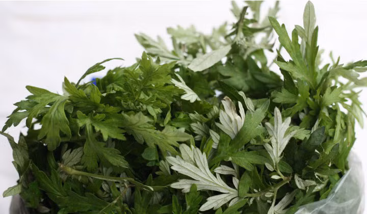 Trị mụn trứng cá. Lá ngải cứu tươi giã nát, đắp lên mặt, để khoảng 20 phút, rồi rửa sạch mặt bằng nước mát. Đắp mặt nạ ngải cứu 1 – 2 lần/tuần đều đặn trong một thời gian sẽ cho bạn làn da mịn màng, trắng hồng và không còn mụn trứng cá.