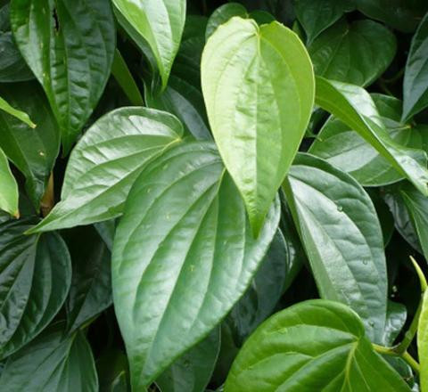 Không ít thai phụ chọn cách chữa đau mắt đỏ bằng kinh nghiệm dân gian thay vì thuốc tây do sợ ảnh hưởng của thuốc tới thai nhi, nhất là các bài thuốc xông mắt bằng lấ trầu không, lá bỏng với hy vọng không hại cho cả mẹ lẫn con.