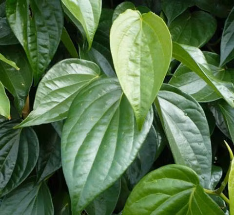 Không ít thai phụ chọn cách chữa đau mắt đỏ bằng kinh nghiệm dân gian thay vì thuốc tây do sợ ảnh hưởng của thuốc tới thai nhi, nhất là các bài thuốc xông mắt bằng lấ trầu không, lá bỏng với hy vọng không hại cho cả mẹ lẫn con.