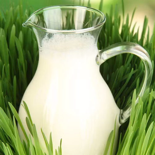 Sữa chưa tiệt trùng có thể chứa các vi trùng nguy hiểm đối với phụ nữ có thai. Vi khuẩn có trong môi trường tự nhiên (đất, cây cối…) và bị tiêu diệt khi bị nấu chín hoặc tiệt trùng. Nếu bạn không chắc vi khuẩn có trong một số thức ăn khác hay không (trứng tươi, sốt mayonnaise, …) bạn không nên ăn chúng.