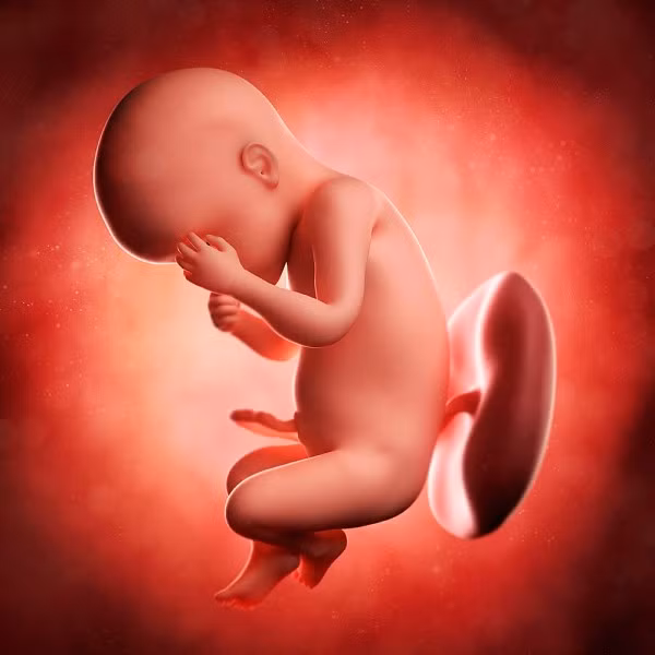 Thuốc là nguyên nhân gây ra dị tật bẩm sinh? Thuốc tránh thai không gây dị tật bẩm sinh hoặc ảnh hưởng đến sức khỏe của bé trong bụng hay đã chào đời, ngay cả khi bạn vẫn sử dụng thuốc khi chưa biết mình có bầu.