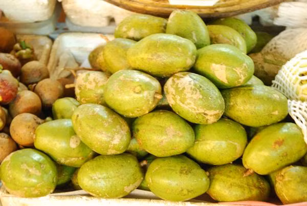 Trị tiêu chảy. Từ lâu vỏ cây cóc được dùng làm nguyên liệu trong bài thuốc trị tiêu chảy. Hiện, Đông y vẫn dùng và cho hiệu quả tốt. Đó là lấy vỏ cây cóc và vỏ cây chiêu liêu nghệ sắc uống. Lấy khoảng 4 miếng vỏ cây của 2 loại, mỗi miếng bằng ngón tay cái, nấu với 750ml nước còn 250ml, chia làm 3 lần uống trong ngày, sẽ giảm nhanh bệnh tiêu chảy.