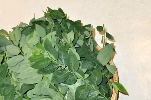 Khơi thông nguồn sữa. Từ góc độ dinh dưỡng, lá rau ngót có giá trị dinh dưỡng tốt, chẳng hạn như protein, canxi, chất béo, phốt pho, sắt, vitamin A, B, và C. Lá rau ngót cũng chứa một số hợp chất béo.