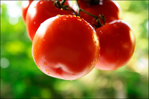 Cà chua. Các hồng sắc tố trong cà chua có tác dụng làm hòa tan mỡ và đường mà cơ thể nạp vào. Nhờ vậy, cà chua giúp cơ bắp săn chắc, da sáng và khỏe mạnh. Các chuyên gia khuyên nếu bạn đan theo đuổi một chế độ luyện tập nhằm nâng cao chất lượng cơ bắp thì bạn nên ăn 200g cà chua mỗi ngày.