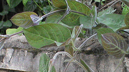 Lá mơ thanh nhiệt, giải độc. Lá mơ có vị hơi đắng, hơi mặn, mùi khó ngửi. Tuy nhiên, loài cây có mùi khó chịu này lại có tác dụng thanh nhiệt giải độc, sát trùng, chữa kiết lỵ, tiêu chảy ra máu...Trị mụn, ghẻ: Lấy lá mơ lông rửa sạch, đập dập nát, vắt lấy nước, chấm vào các nốt mụn, ghẻ.