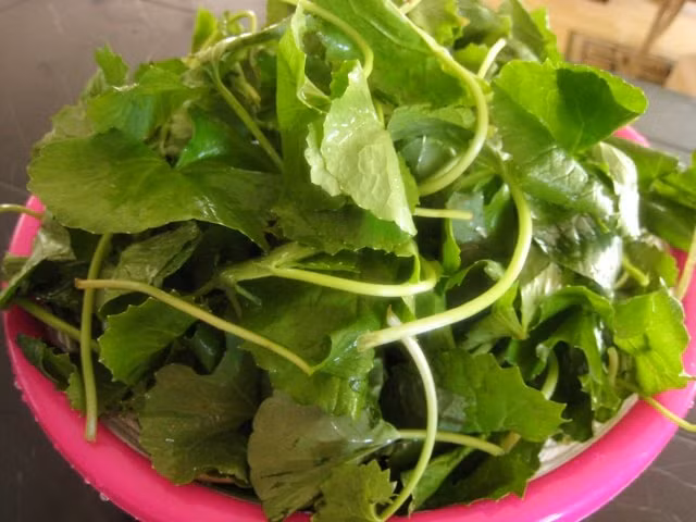 Rau má: Lấy cây rau má giã ra, đắp lên vết sẹo khoảng 10-15 phút rồi rửa sạch, mỗi ngày 1 lần.