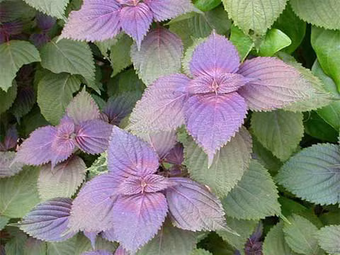 Tía tô. Có tác dụng kháng khuẩn, chống co thắt cơ trơn, chống dị ứng. Được dùng chữa ho, hen suyễn; ngày dùng 5-12g lá, sắc nước uống.