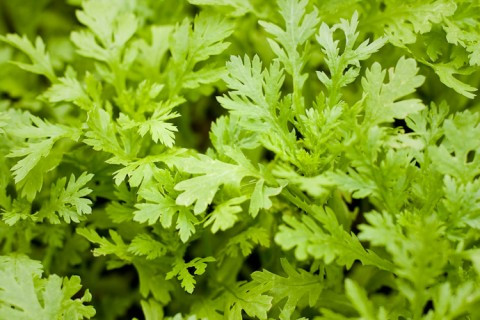 Cải cúc. Theo quan niệm Đông y, cải cúc có vị ngọt nhạt, hơi đắng, the, mùi thơm, tính mát, thường dùng để nấu canh, nhúng lẩu nhưng cũng lại là vị thuốc chữa ho hiệu quả. Nếu là người lớn ho lâu ngày, chỉ cần dùng thường xuyên món canh cải cúc như: cải cúc nấu thịt nạc, nấu cá thát lát...