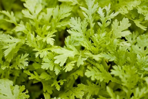 Cải cúc. Theo quan niệm Đông y, cải cúc có vị ngọt nhạt, hơi đắng, the, mùi thơm, tính mát, thường dùng để nấu canh, nhúng lẩu nhưng cũng lại là vị thuốc chữa ho hiệu quả. Nếu là người lớn ho lâu ngày, chỉ cần dùng thường xuyên món canh cải cúc như: cải cúc nấu thịt nạc, nấu cá thát lát...