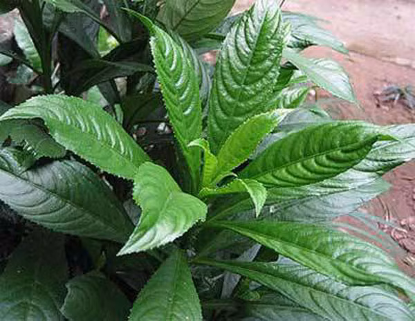 Lá xương sông. Lá xương sông không chỉ được dùng như một loại gia vị làm tăng thêm sự hấp dẫn cho các món ăn mà còn là một vị thuốc quý chữa được nhiều bệnh. Ngoài tác dụng chữa đầy bụng, nôn mửa, tan ứ máu đọng, lá xương sông còn có tác dụng trị viêm họng và ho do cảm lạnh hoặc ho có đờm ở trẻ.