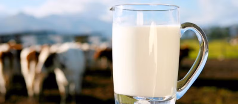 Trẻ không được uống sữa bò chưa tiệt trùng. Không nên uống sữa bò vắt trực tiếp vì không đảm bảo sạch vi khuẩn, có nguy cơ nhiễm khuẩn tiêu hoá. Nguy cơ nhiễm khuẩn, nhiễm độc cao nhất là với các cơ sở chăn nuôi vắt thủ công, quy trình vắt không sạch, chuồng trại không đúng tiêu chuẩn, bảo quản và vận chuyển không đảm bảo chất lượng.