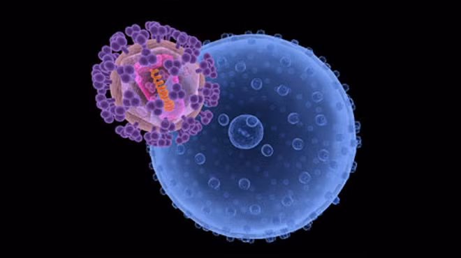 Trong đội ngũ bạch cầu, có một loại đặc biệt gọi là lympho bào T có điểm thụ cảm CD4 (gọi tắt là tế bào CD4), đóng vai trò như một “Tổng chỉ huy”, có nhiệm vụ điều phối, huy động hay “rút lui” toàn bộ hệ thống miễn dịch của cơ thể.