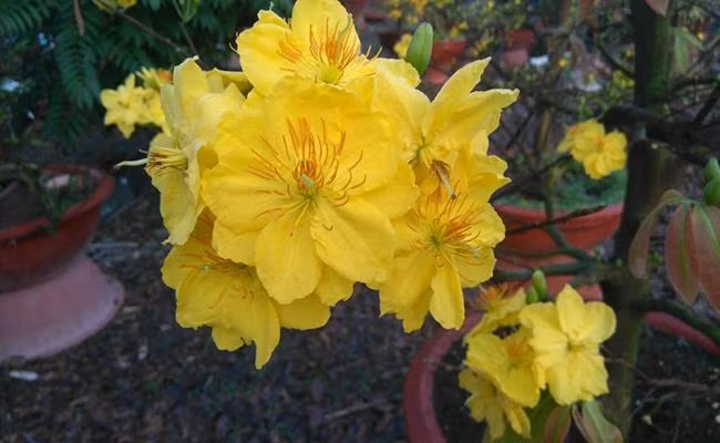 Tet nay ban se chung loai nao?-Hinh-10