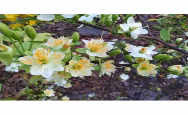 Tet nay ban se chung loai nao?-Hinh-19