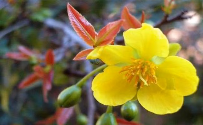 Tet nay ban se chung loai nao?-Hinh-12