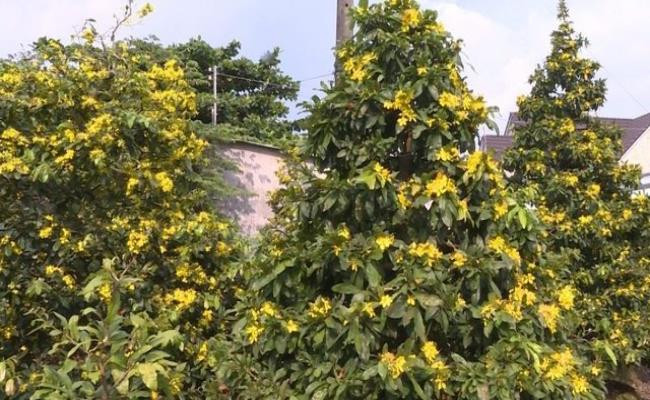 Tet nay ban se chung loai nao?-Hinh-8