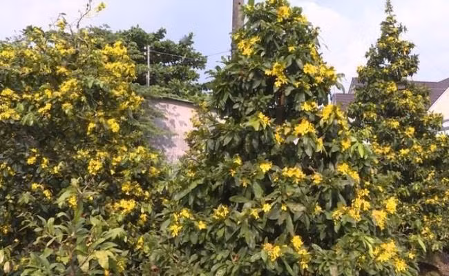 Tet nay ban se chung loai nao?-Hinh-8