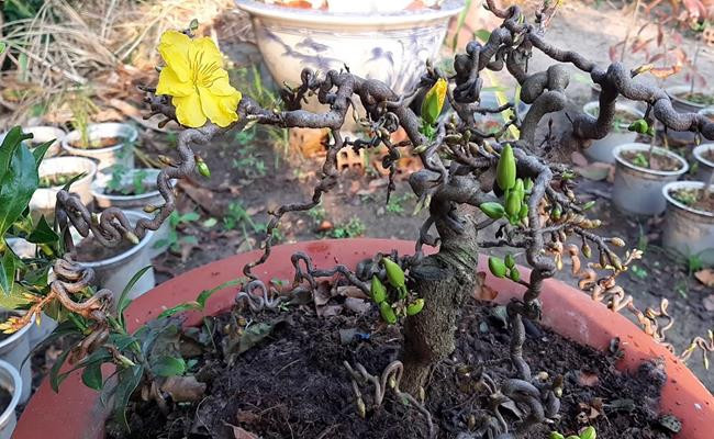 Tet nay ban se chung loai nao?-Hinh-14