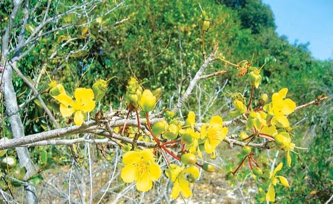 Tet nay ban se chung loai nao?-Hinh-18