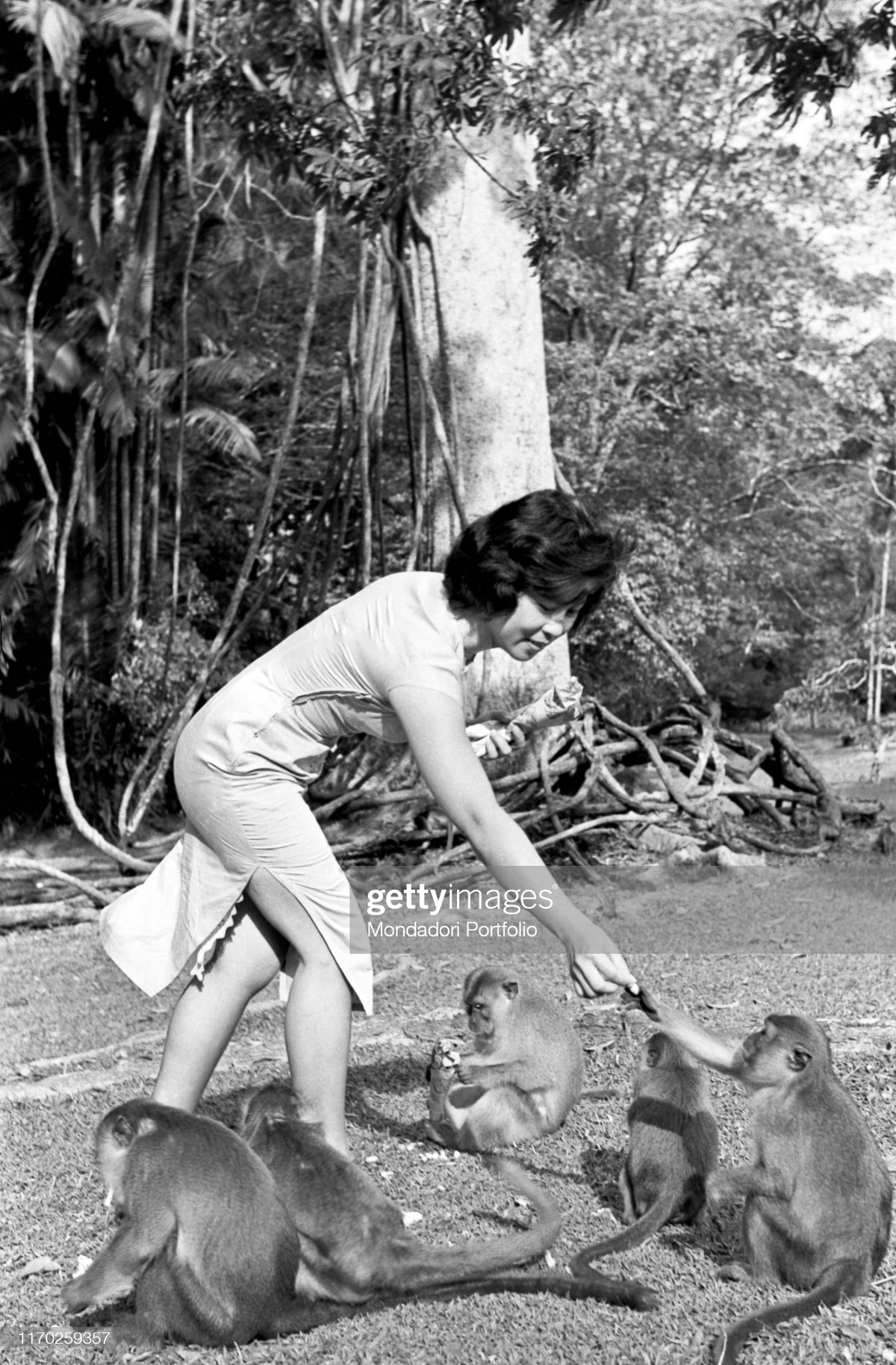 Một phụ nữ cho bầy khỉ hoang dã ăn trong công viên, Singapore thập niên 1960.