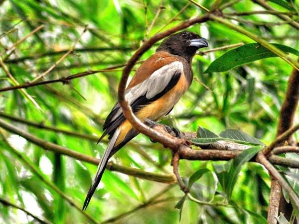 Tet den xuan sang, 6 diem bao Than Tai den “choi nha”, phu quy sap go cua