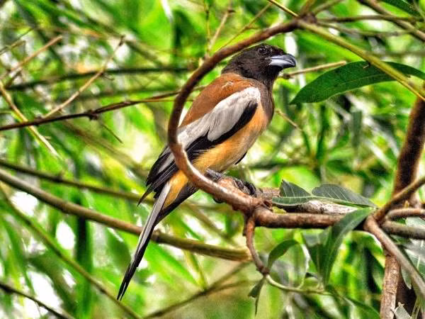 Tet den xuan sang, 6 diem bao Than Tai den “choi nha”, phu quy sap go cua