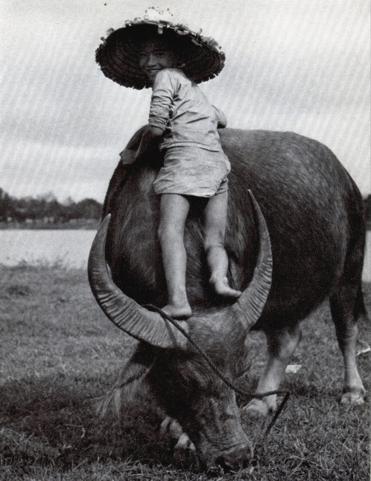 Cậu bé chăn trâu và "người bạn" trâu của mình, tháng 9/1952.