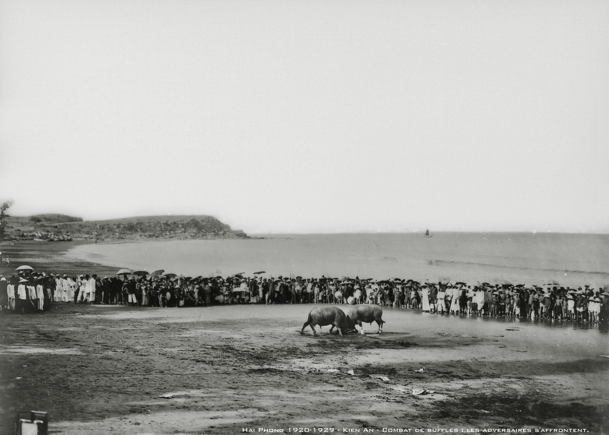Hội chọi trâu diễn ra trên bãi biển Đồ Sơn, Hải Phòng thập niên 1920.