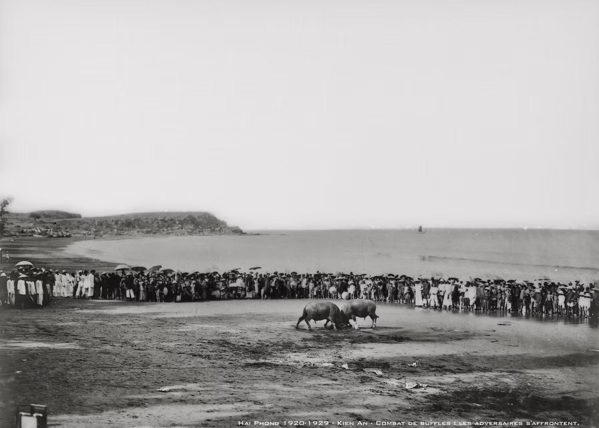 Hội chọi trâu diễn ra trên bãi biển Đồ Sơn, Hải Phòng thập niên 1920.