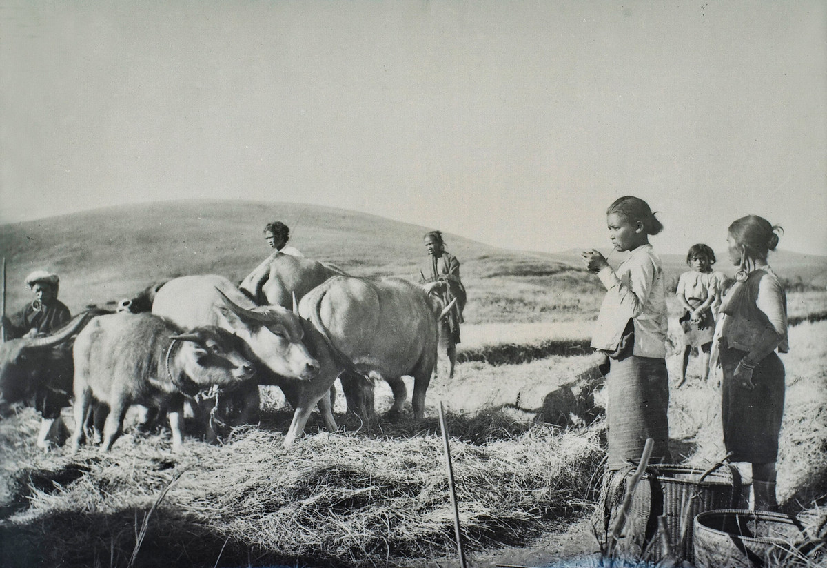 Những con trâu của đồng bào người Thượng ở cao nguyên Lâm Viên (Đà Lạt) thập niên 1920.