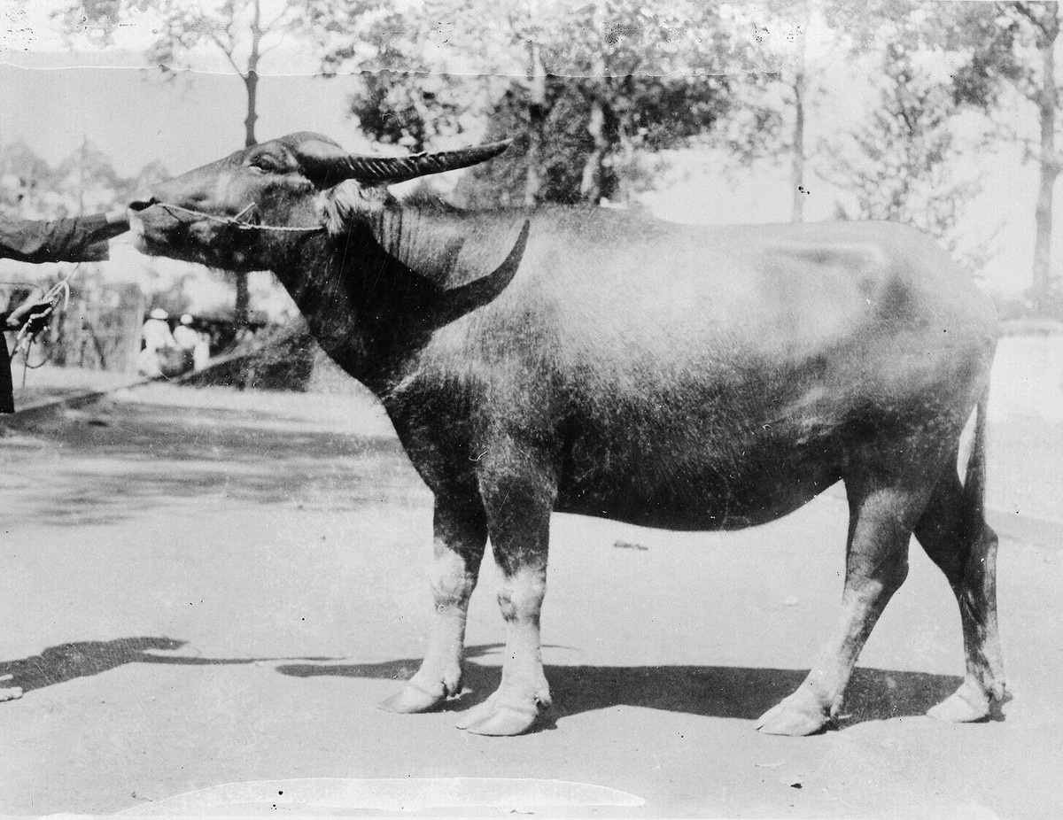 Con trâu rừng ở Chợ Lớn thập niên 1920.