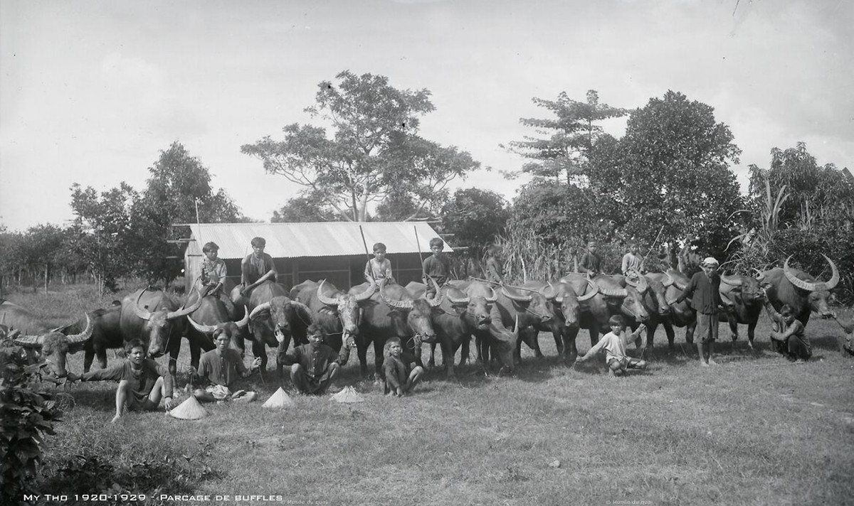"Đội quân" chăn trâu ở Mỹ Tho thập niên 1920.