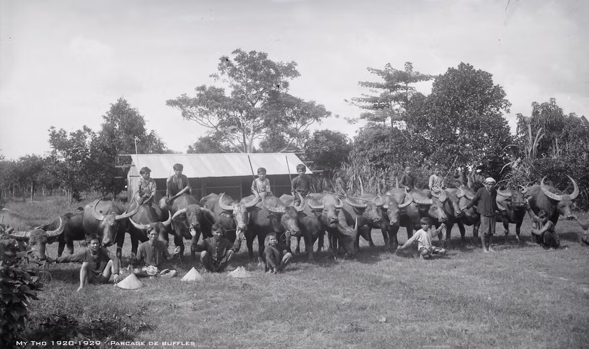 "Đội quân" chăn trâu ở Mỹ Tho thập niên 1920.