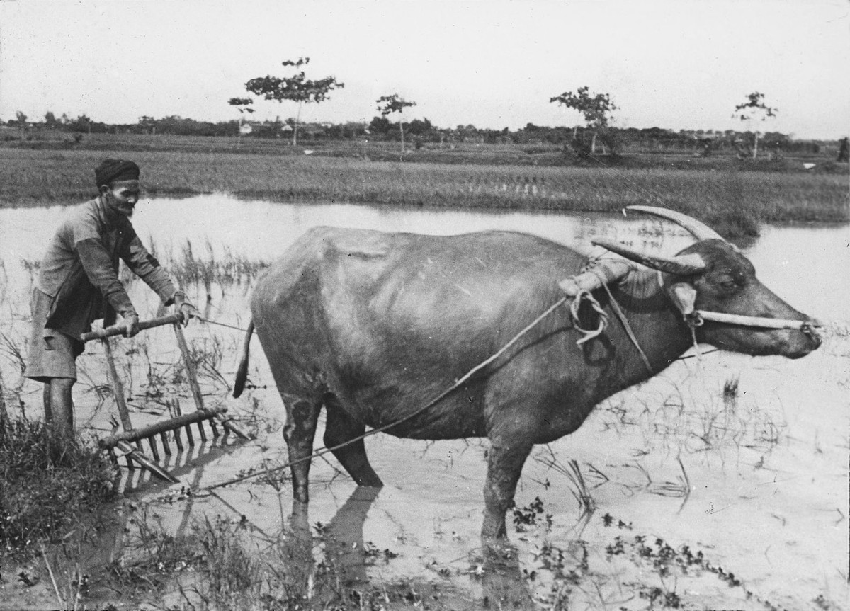 Nông dân Bắc Bộ bừa ruộng bằng trâu, 1909.