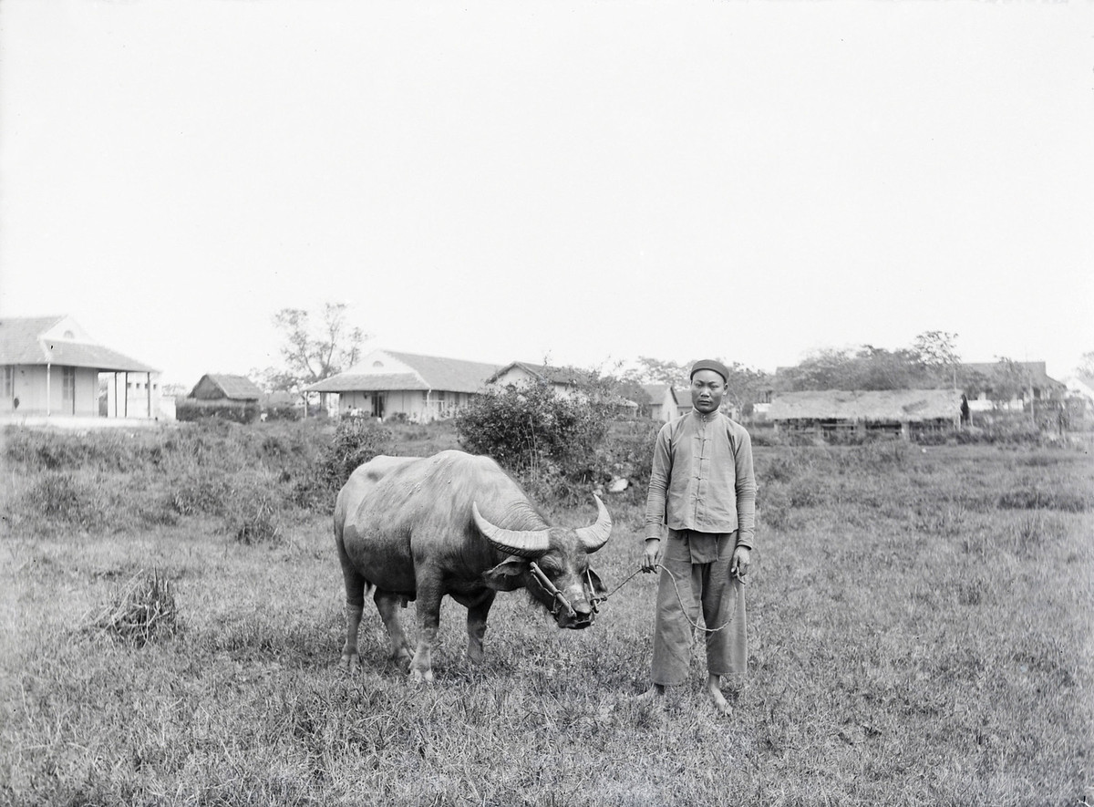 Chàng thanh niên chăn trâu, khoảng năm 1900-1900.