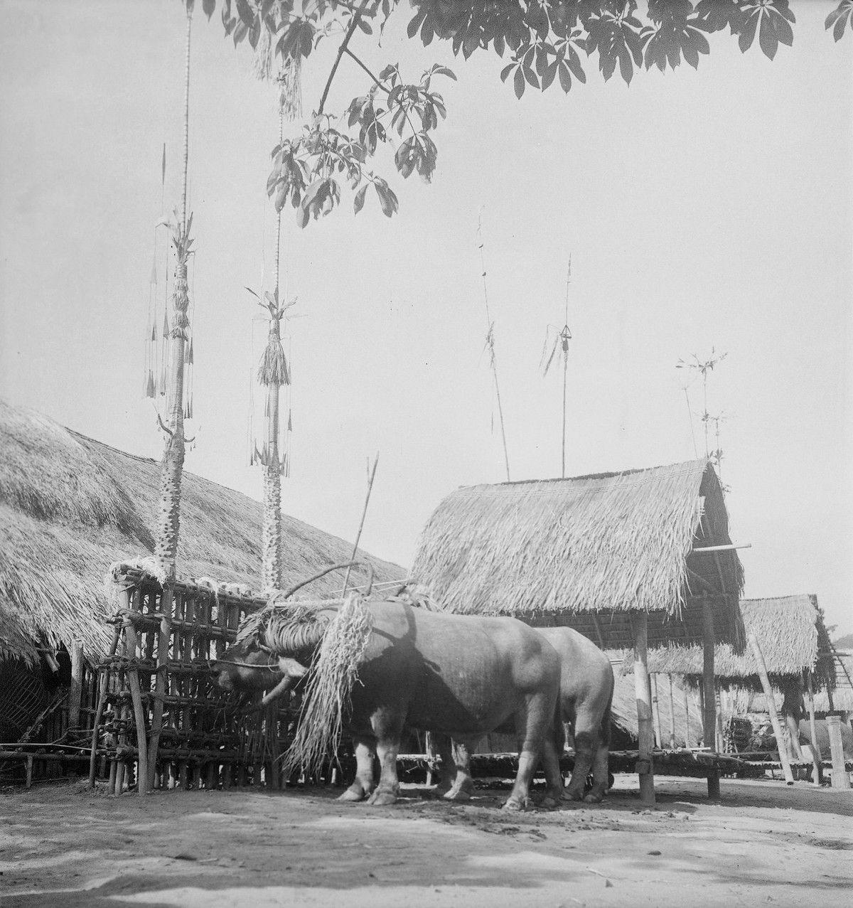 Cặp trâu được cột vào cây nêu tại lễ đâm trâu ở Buôn Ma Thuột, năm 1948-1949.