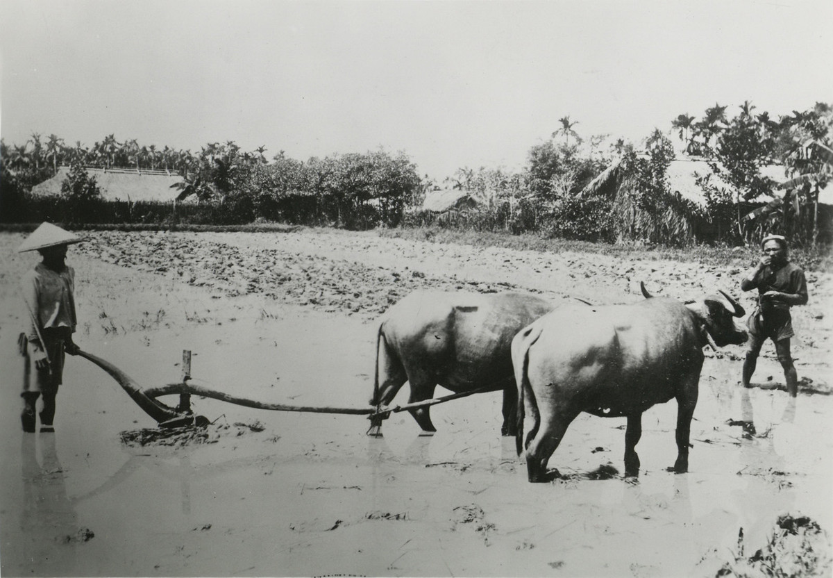 Cày ruộng bằng trâu ở Nam Bộ xưa.