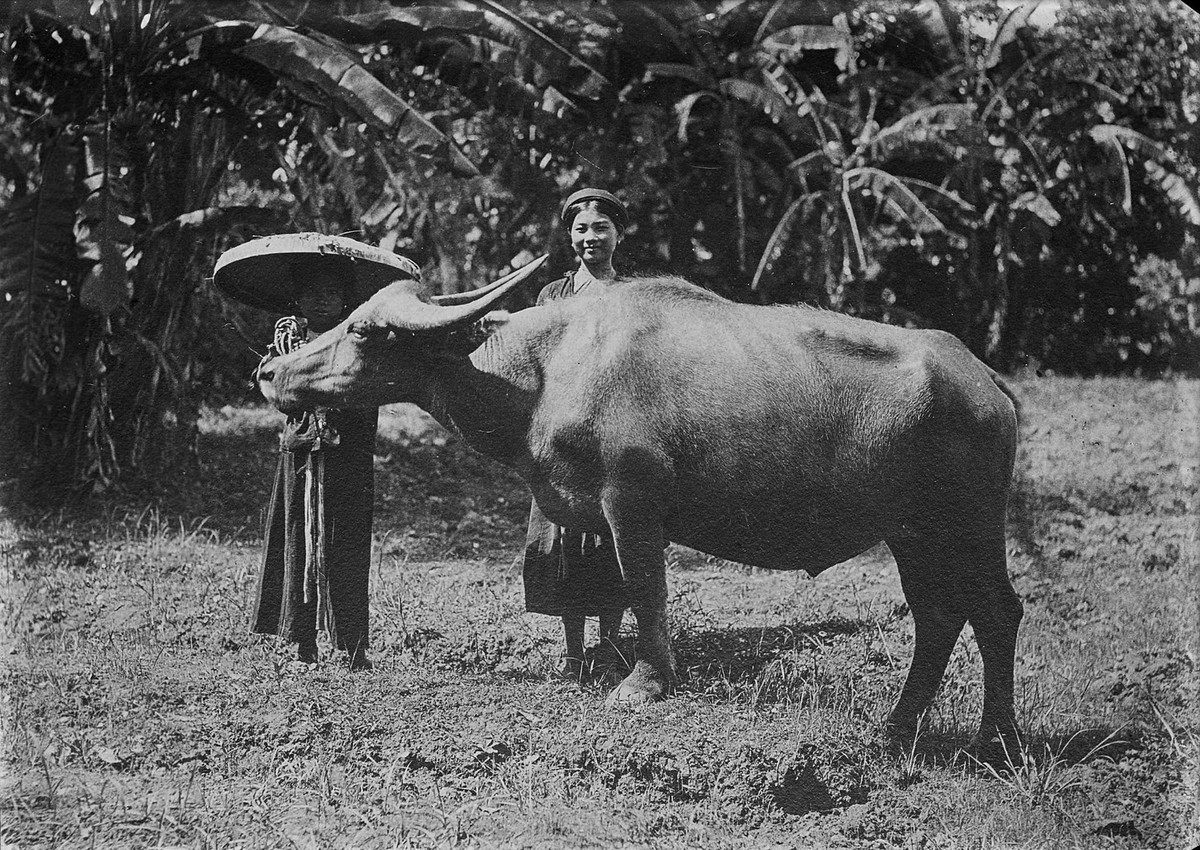 Hai thiếu nữ Bắc Bộ bên chú trâu mộng, đầu thế kỷ 20.
