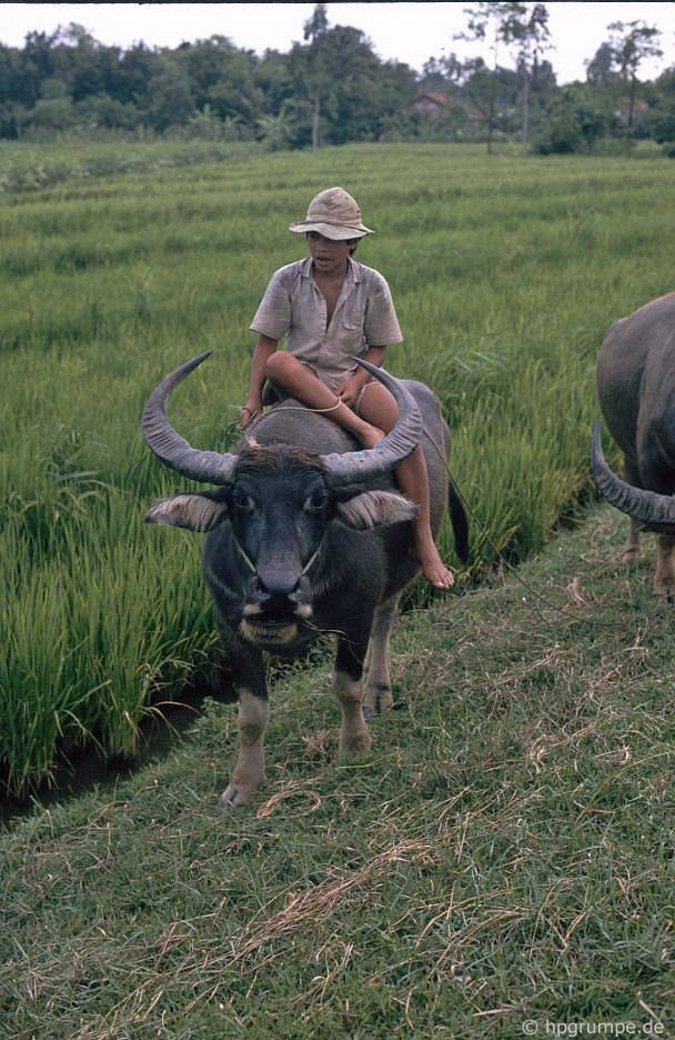 Cậu bé chăn trâu ở Tiền Giang.