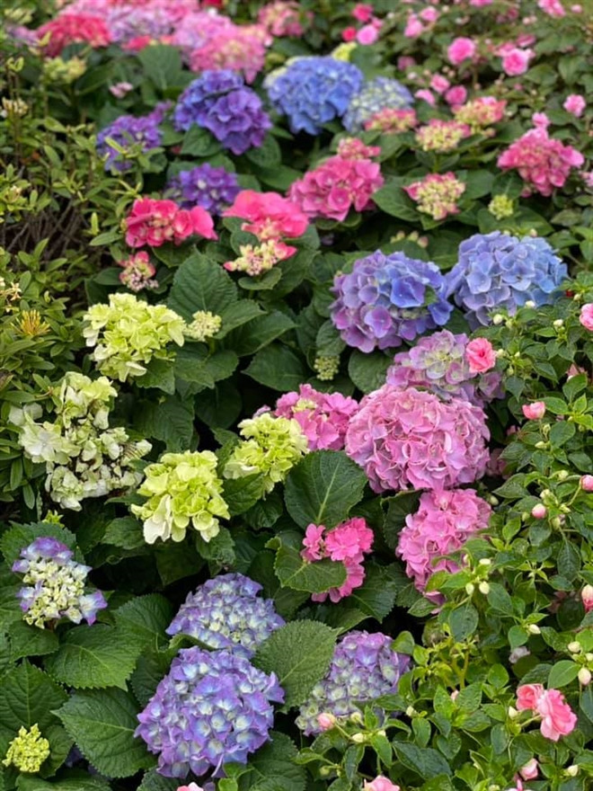 Trong vườn nhà đạo diễn Việt Tú cũng rực rỡ sắc hoa.