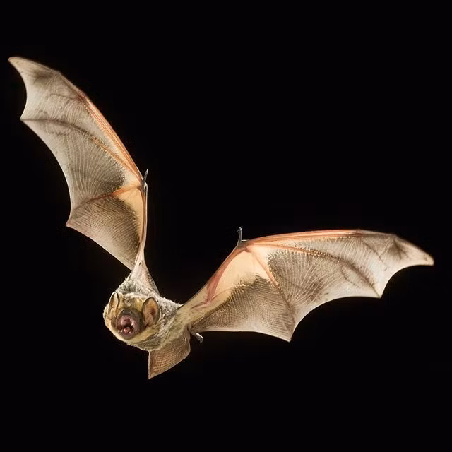  Con dơi là loài động vật có vú biết bay sinh sống tại hầu khắp các vùng miền ở Việt Nam. Ít ai biết rằng, theo quan niệm của người xưa, con vật này là biểu tượng cho sự may mắn và điềm lành trong cuộc sống.