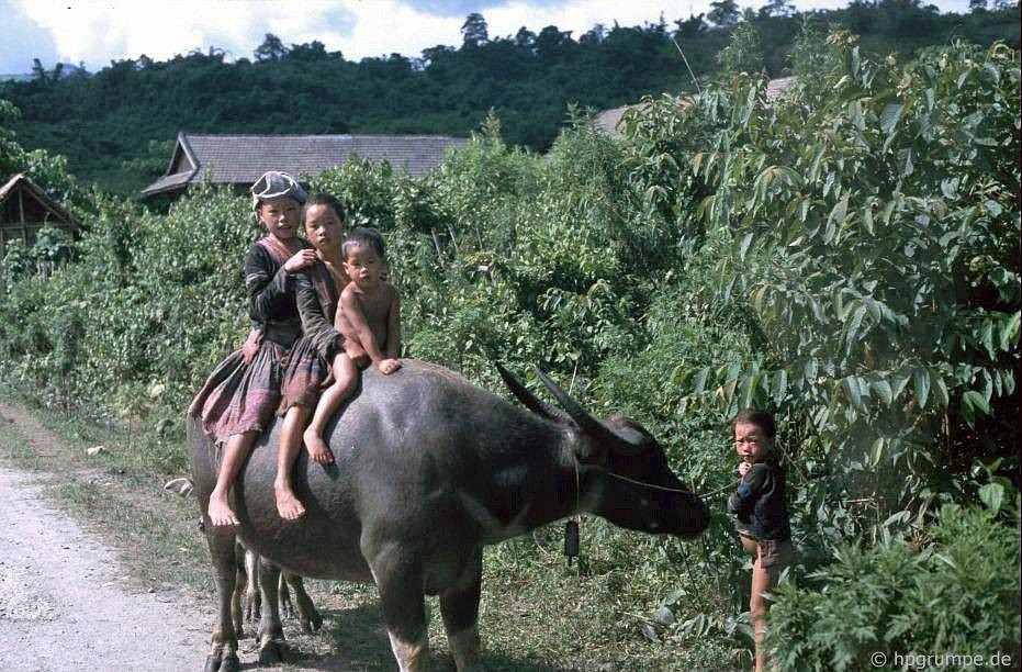 Ba em bé người dân tộc Thái chễm chệ trên lưng trâu, hình chụp trên đường từ Điện Biên Phủ đến Lai Châu, 1992.