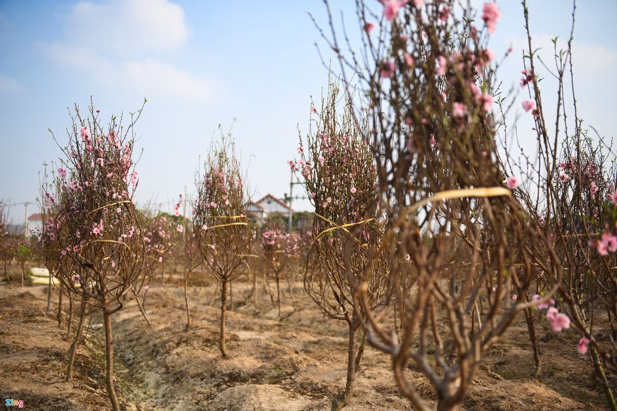 Đến nay, hơn 1.000 gốc đào của ông Quỳnh vẫn còn nguyên vẹn vì chưa có xe xuất đi. “Mất, thế là mất trắng năm nay. Giờ chúng tôi lại cắt cành, chặt cây. Công sức chăm nom cả năm trời đổ sông đổ bể”, ông Quỳnh chia sẻ.