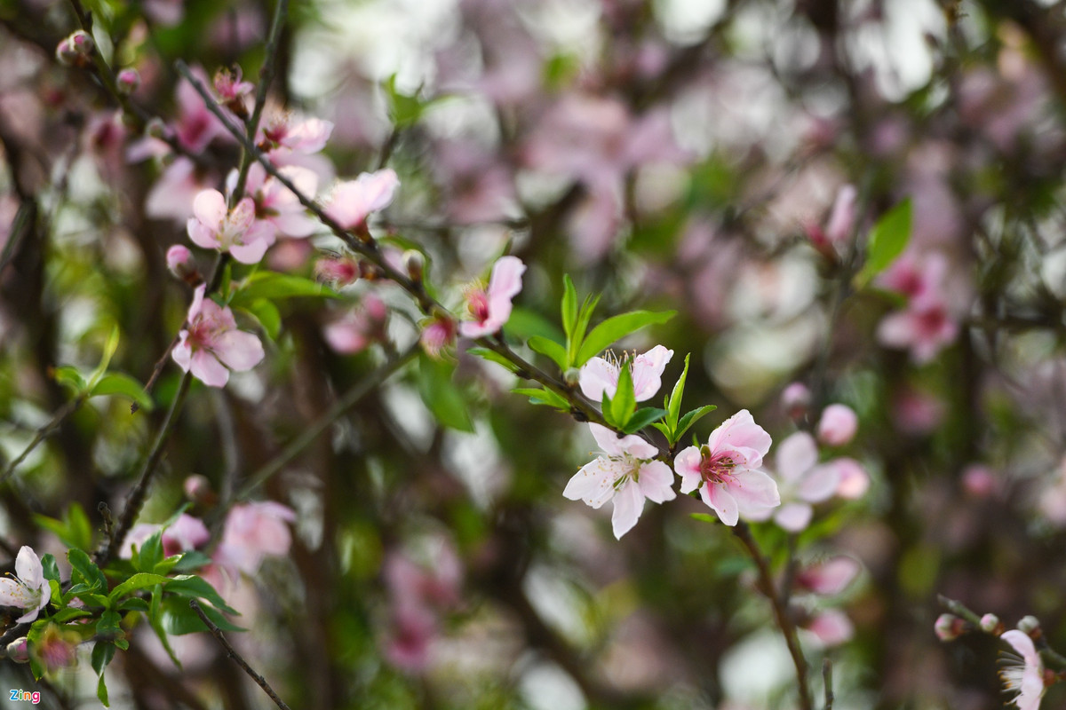 Thời gian thu hoạch đào rất ngắn, chỉ trong 10 ngày, kể từ 20 âm lịch. Nếu không thể xuất đi, người dân phải buộc cắt bỏ để đợi đến năm sau.