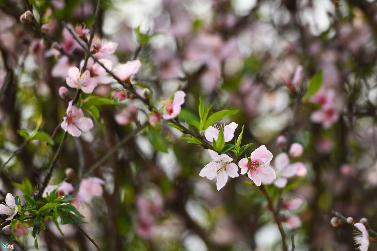 Thời gian thu hoạch đào rất ngắn, chỉ trong 10 ngày, kể từ 20 âm lịch. Nếu không thể xuất đi, người dân phải buộc cắt bỏ để đợi đến năm sau.