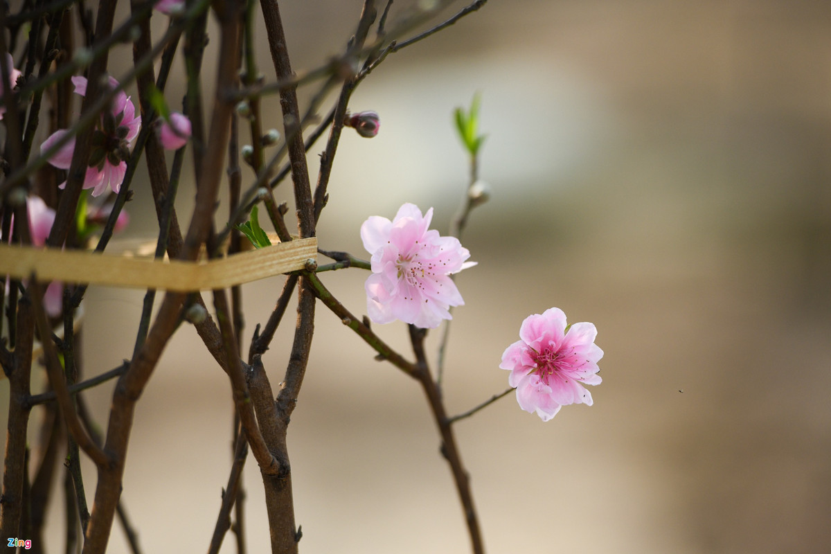 Thôn Trại Trống có tới gần 50 hộ dân trồng đào với diện tích 275 ha.