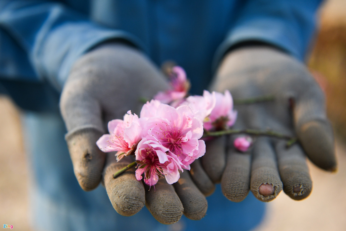 400 gốc đào còn nguyên, bà Thuần chỉ mới bán được 20 cành nhỏ cho khách mua về dịp ông Công - ông Táo.