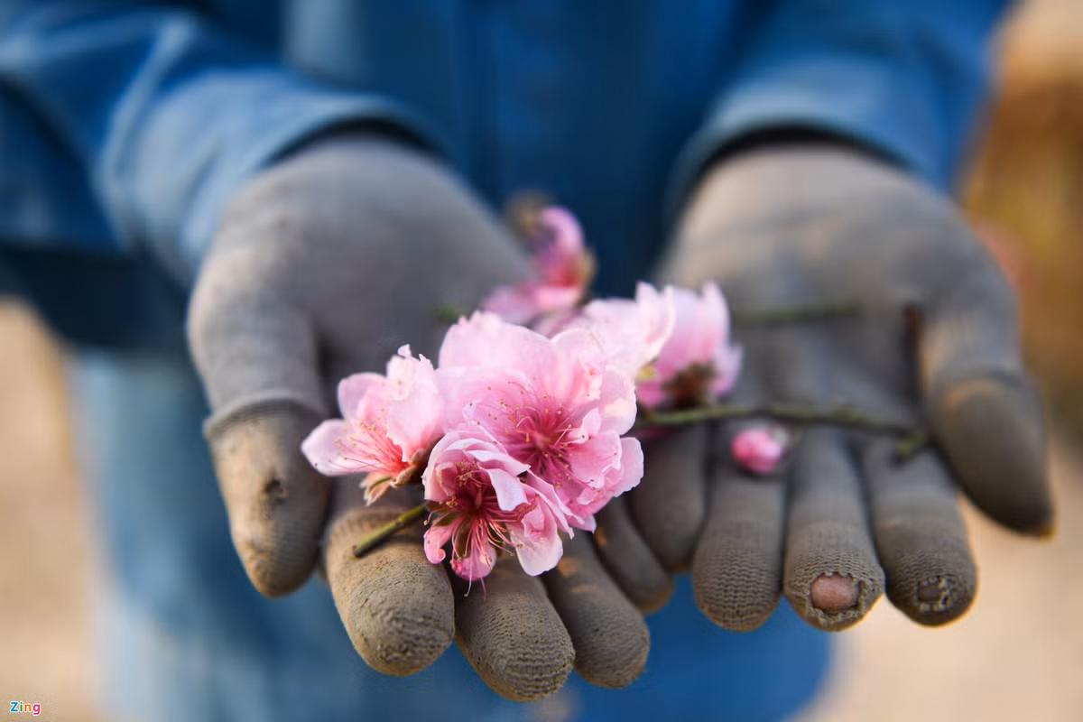 400 gốc đào còn nguyên, bà Thuần chỉ mới bán được 20 cành nhỏ cho khách mua về dịp ông Công - ông Táo.
