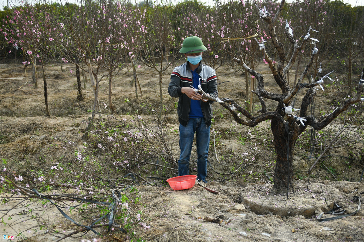 Ông Đặng Ngọc Quỳnh - trưởng ban công tác mặt trận thôn Trại Trống - cắt bỏ cành cho cây đào quý. Những ngày này, ông thường xuyên phải trực chốt kiểm dịch. Khi hết ca làm, ông tranh thủ ra vườn đào để làm việc. Trước dịch, khách tới vườn trả ông 12 triệu cho gốc đào, ông lắc đầu chưa muốn bán.